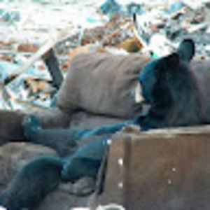 Meet your Posher, Sheila